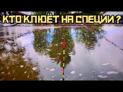 Видео: ЗАПАХ СПЕЦИЙ СРАБОТАЛ! Забросил поплавок и ОНО.... Клюёт СРАЗУ! Это КРУПНЯК?