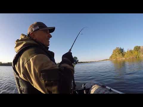 Видео: ловля судака на Дону 2023. Вертячий.