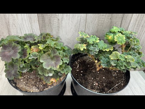 Видео: НАЛЕЙ в ГЕРАНЬ ЗИМОЙ, чтобы листики не желтели и любые цветы оживали