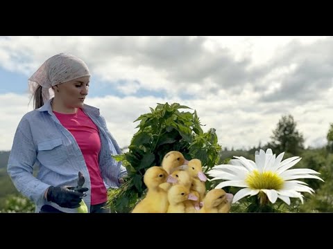 Видео: ДЕРЕВЕНЬКА НАША/НОВЫЕ ЖИЛЬЦЫ В ХОЗЯЙСТВЕ/БОРЬБА С СОРНЯКАМИ/ЛЕГКИЙ СУП/ГОСТИ на ТРОИЦУ/"СУХОЙ ПРУД"