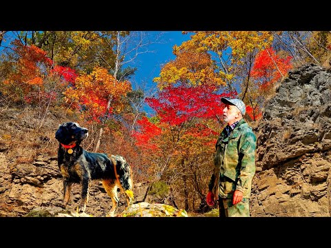 Видео: Водопад БЕРЕНДЕЙ. Золотая Осень. Там где растёт Бадан. Тайга Приморская Уссурийская.