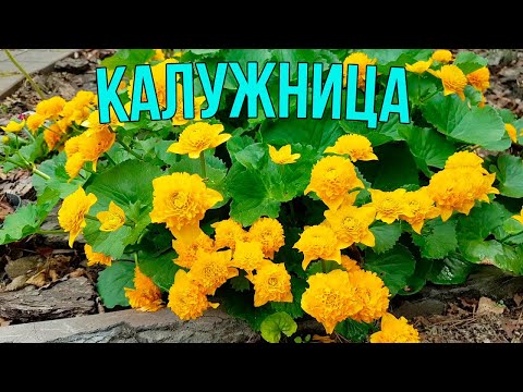 Видео: Как КАЛУЖНИЦА (CALTHA) Преображает Ваш Сад! Советы и Лайфхаки