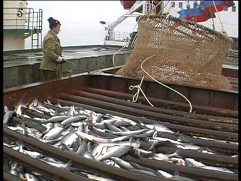 Видео: Работа в море видеозарисовки)