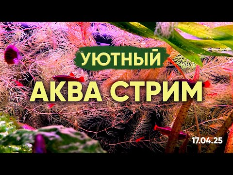 Видео: Уютный аква-стрим. Отвечаем на вопросы и говорим об аквариумах.