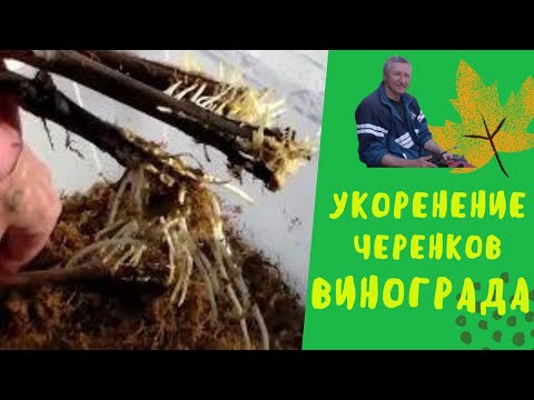 Видео: Укоренение виноградных черенков во мхе сфагнуме.