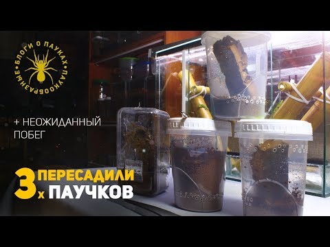 Видео: Пересадка, побег + попытки покормить.