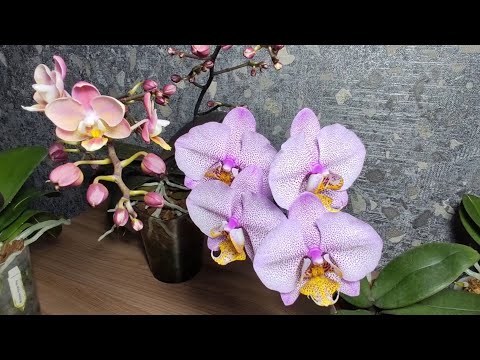 Видео: #18 Почему  орхидея "ПЛАЧЕТ" 🌺Моя проблемная бабочка phal. VIOLET ANGEL