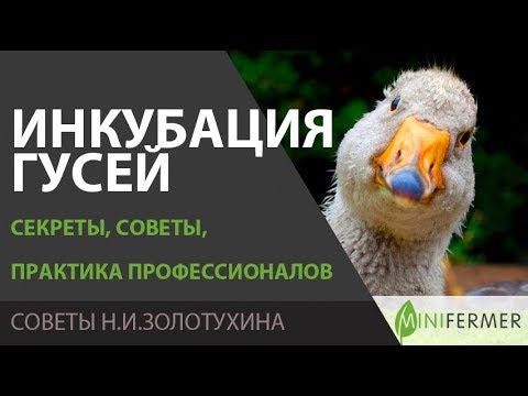 Видео: ИНКУБАЦИЯ ГУСЕЙ. Секреты инкубации гусиных яиц, советы, что думают профессионалы (Н.И. Золотухин)