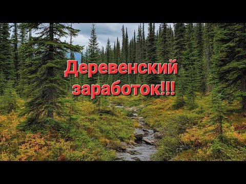 Видео: В лес за чагой. Сбор чаги. Деревенский заработок.