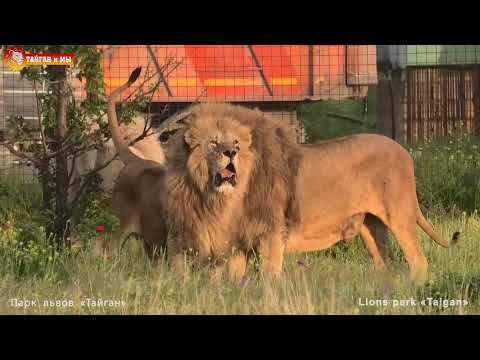 Видео: ПРОВЕРКА НА ПРОЧНОСТЬ нового прайда. Львы. Тайган. Lions life in Taigan.