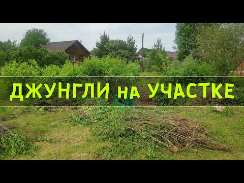 Видео: Проблемы на ДАЧНОМ УЧАСТКЕ - Выкорчёвываю СЛИВУ и ВИШНЮ
