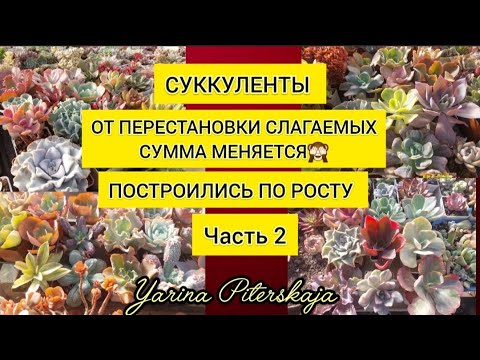 Видео: От перестановки слагаемых сумма меняется.  Построились по росту.