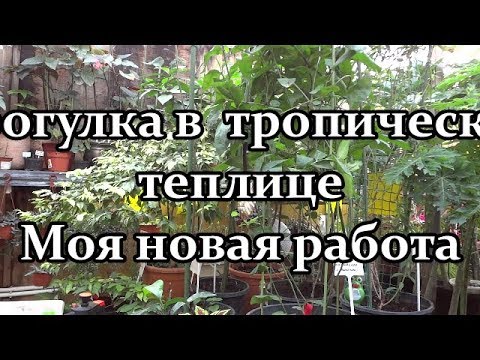 Видео: 🌺 Прогулка в  тропической теплице. Моя новая работа