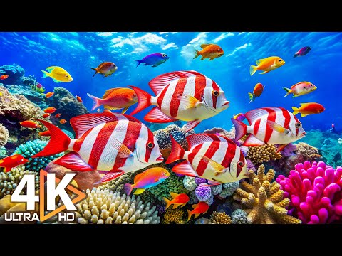 Видео: Подводные чудеса 4K | Удивитесь морским животным в лучшем аквариуме 4K 🐳 Расслабляющая музыка №5