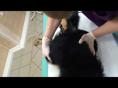 Видео: Глава: Ортопедическое обследование. Тест Ортолани