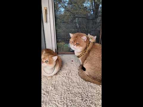 Видео: утро сытное