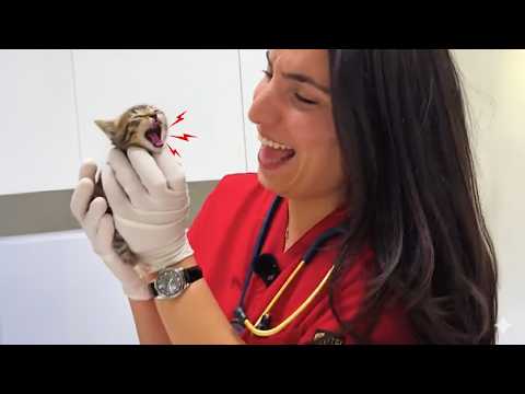 Видео: Очаровательные котята, которые сходят с ума у ​​ветеринара 🤣 Самые смешные реакции кошек!