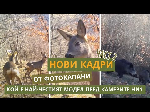 Видео: Скрити кадри от гората • Нови срещи с диви животни 🐾