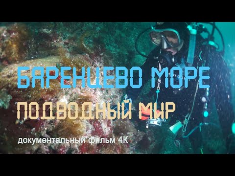 Видео: Арктика. Баренцево море. Подводный мир. Гавриловские острова.  Дальние Зеленцы.  Nature of Russia.