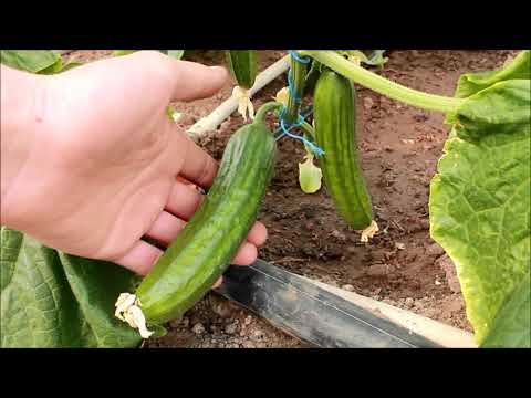 Видео: Чем подкормить  в начальный период  роста - Томат ,Огурец