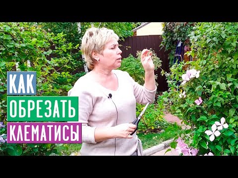 Видео: Как обрезать клематисы 1, 2 и 3й группы 🌟 Что важно знать? 🌟 УСЛОВИЯ РОЗЫГРЫША / Садовый гид