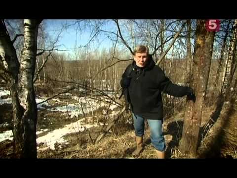 Видео: 014 Живая история  Битва за Ленинград  Синявино avi