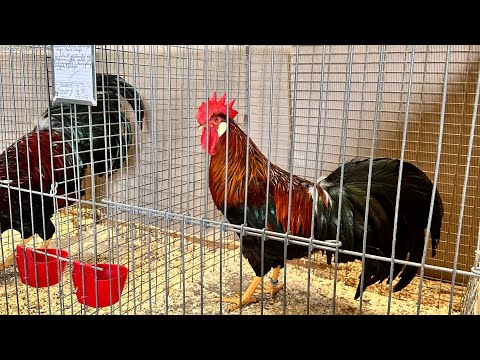 Видео: Выставка курей в Германии. 🇩🇪🐓 Эрфурт Germany 🇩🇪 Erfurt