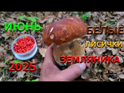 Видео: ГРИБЫ 2025 !!! ДЕСЯТКИ БЕЛЫХ !!! ЖИРНЫЕ ЛИСЫ !!! МОРЕ ЗЕМЛЯНИКИ - 21ИЮНЯ