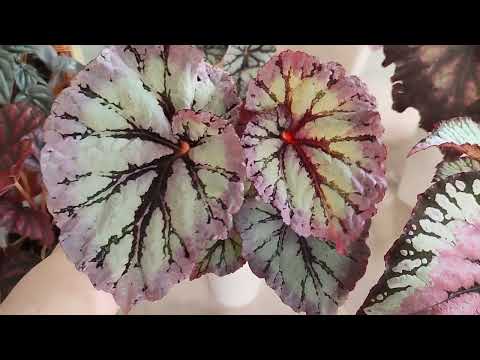 Видео: ПРО Бегонии!!! мой уход , полив и ещё много красоты🥰🌱🌿☘️🪴