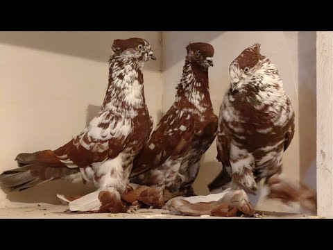 Видео: Настоящие андижанские голуби, Узбекистан, г. Андижан. Pigeons. Tauben.