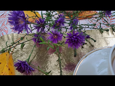 Видео: ГЛАЗАСТАЯ СТАРУШКА И К°  для тех кто смотрит  в прямом эфире!