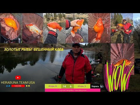 Видео: ХЕРАБУНА -  ЗОЛОТЫЕ РЫБЫ -БЕШЕННЫЙ КЛЁВ へら