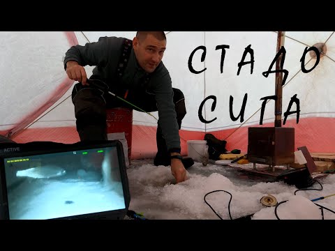 Видео: Рыбалка на сига. Подводные съемки. Ондатра.