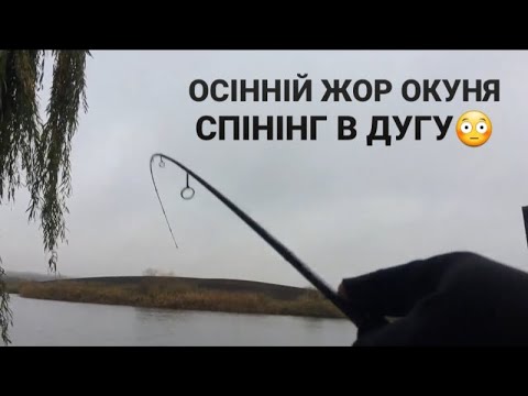 Видео: ОКУНЬ НА КОЖНОМУ ЗАБРОСІ/ОСІННЯ РОЗДАЧА ОКУНЯ НА Azura Safina-X 64UL 1.93м 0.3-4г