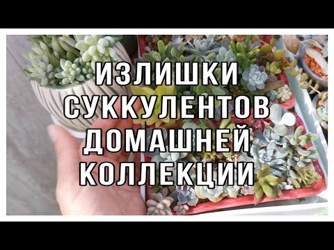 Видео: Излишки суккулентов домашней коллекции