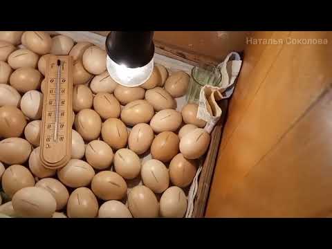 Видео: Деревянный ящик для инкубации яиц. Размеры и характеристика инкубатора. Советы по инкубации. 11день