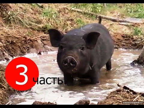 Видео: Вьетнамские свиньи. Выгул, купание и новый опорос.