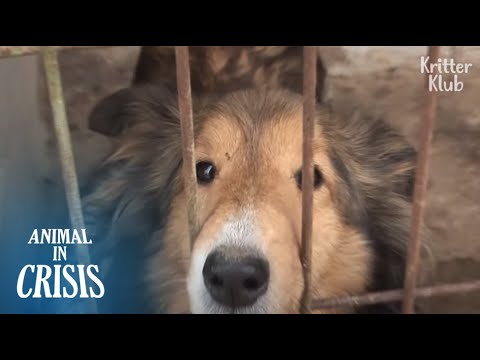 Видео: Пока ты спишь, вчера еще одна собака попала в рай .. | Животное в кризисе EP162