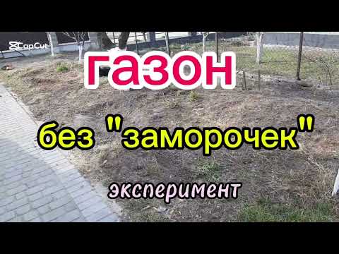 Видео: Газон без удаления сорняков. Эксперимент.