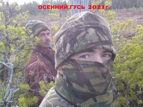 Видео: Осенняя охота на гуся на болоте.