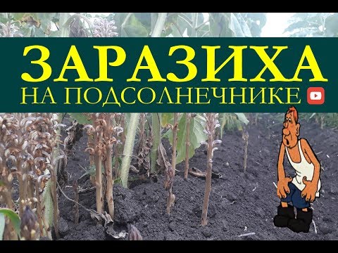 Видео: Заразиха на подсолнечнике. Как бороться с заразихой на подсолнечнике?