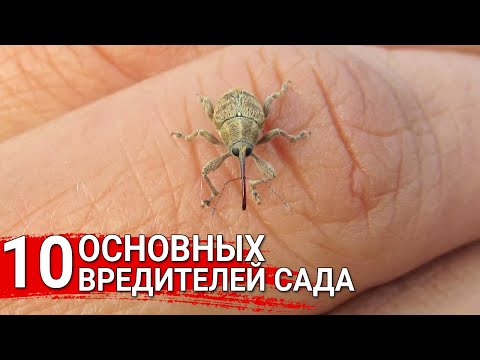 Видео: 10 основных вредителей сада