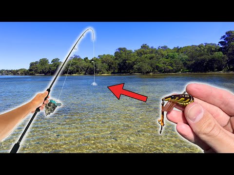 Видео: ЭТА приманка — это всё, чего они хотели! — Манджера Пил Уайтинг