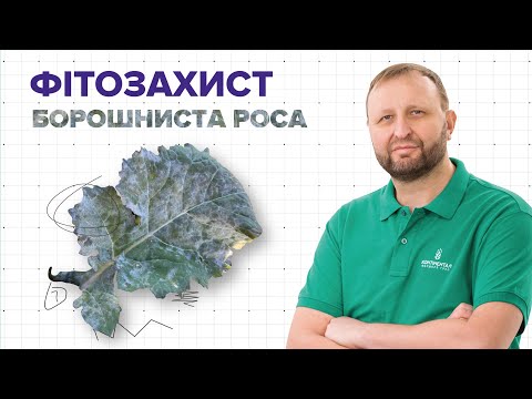 Видео: Борошниста роса ріпаку: як захистити посіви та уникнути втрат урожаю?