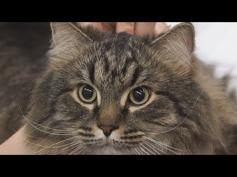 Видео: Сибирская кошка