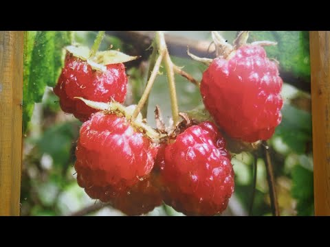 Видео: Мед малиновий з Карпат 🍯😋🍯