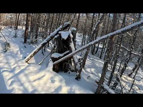 Видео: Охота на соболя. Первая проверка "Старый путик". Есть удача