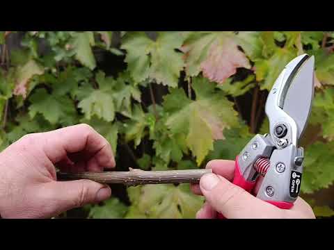 Видео: Тест лучших японских секаторов  Каким самый чистый и легкий срез