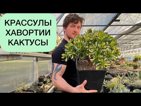 Видео: Крассулы, Хавортии, Кактусы - эпизоды из жизни коллекции