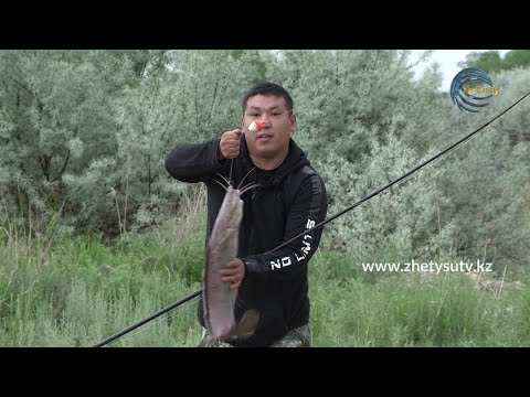 Видео: ОЛЖА - АҚ БАЛЫҚ, АФРИКАЛЫҚ ЖАЙЫН БАЛЫҒЫ / 23.05.21